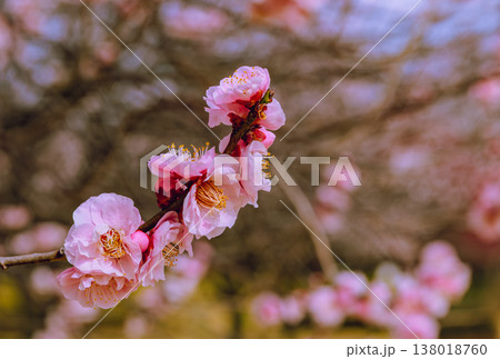 春の訪れを告げる梅の花 138018760