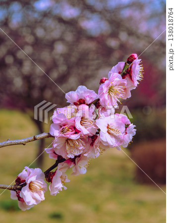 春の近隣公園に咲いた梅の花 春の近隣公園に咲いた梅の花 138018764