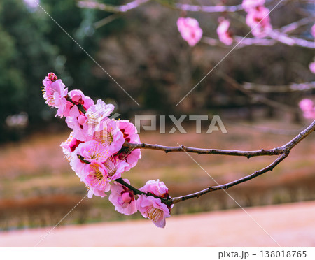 春の訪れを告げる梅の花 春の訪れを告げる梅の花 138018765