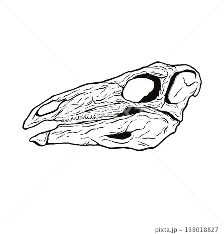 ステゴサウルスの頭蓋骨の化石 モノクロ 138018827