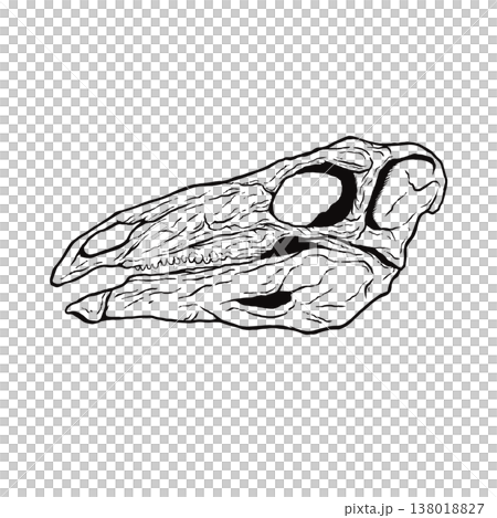 ステゴサウルスの頭蓋骨の化石 モノクロ 138018827