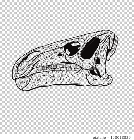 Iguanodon skull fossil (monochrome) Iguanodon skull fossil (monochrome) 138018829