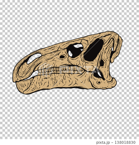 Fossilized skull of an Iguanodon Fossilized skull of an Iguanodon 138018830
