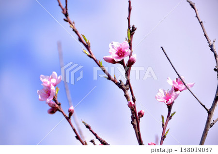 ハナモモ(花桃) ハナモモ(花桃) 138019037
