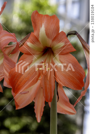 アマリリスと呼ぶこともあるヒッペアストルム【ヒガンバナ科】 138019184