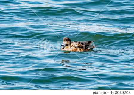 藤前干潟の冬鳥カモ科ヒドリガモ♀ 藤前干潟の冬鳥カモ科ヒドリガモ♀ 138019208