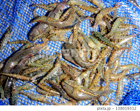 ガサガサで獲ったヨシノボリと川エビ ガサガサで獲ったヨシノボリと川エビ 138019312