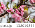 カワヅザクラとメジロ 138019844