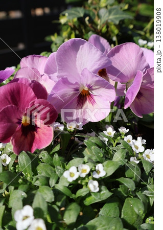 種から育てたビオラの花が咲いた 138019908