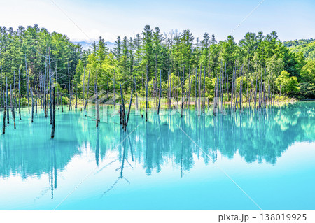 北海道美瑛町 夏の北海道 白金青い池 北海道美瑛町 夏の北海道 白金青い池 138019925