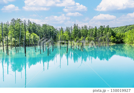 北海道美瑛町　夏の北海道　白金青い池 138019927