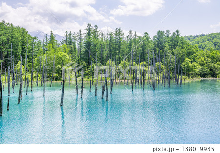 北海道美瑛町 夏の北海道 白金青い池 北海道美瑛町 夏の北海道 白金青い池 138019935