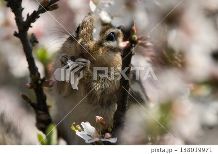 梅の花を食べるシマリス 梅の花を食べるシマリス 138019971
