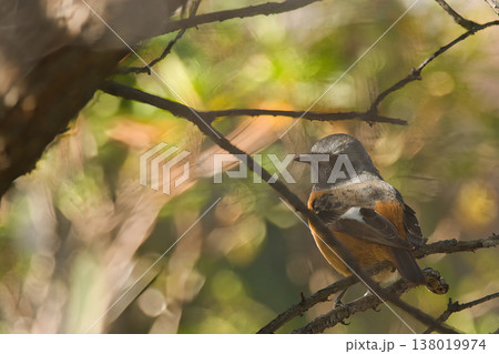 森の枝に止まるジョウビタキ 138019974