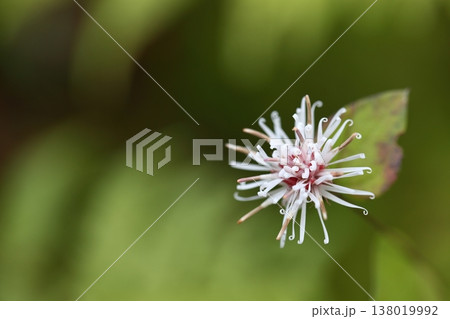 コウヤボウキの花 コウヤボウキの花 138019992