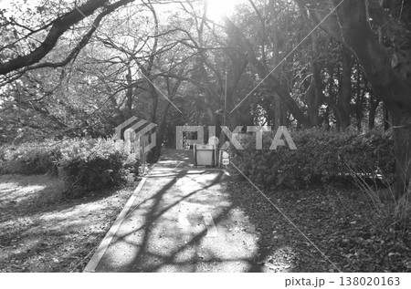 緑豊かな東京の公園で感じる静かな時間 138020163