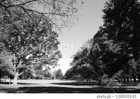 緑豊かな東京の公園で感じる静かな時間 138020183