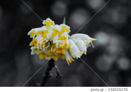 群生するミツマタの花 138020270