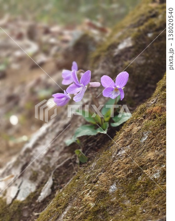岩肌に咲く可憐なスミレ 138020540