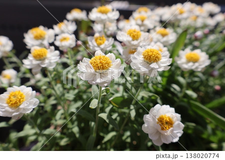 白い小花の花かんざし 白い小花の花かんざし 138020774