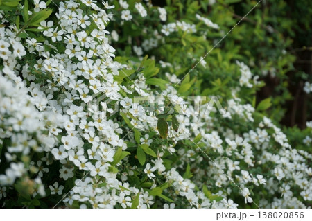 雪柳 春の白い小さな花 雪柳 春の白い小さな花 138020856