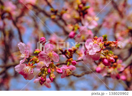 春の訪れを告げる河津桜 春の訪れを告げる河津桜 138020902