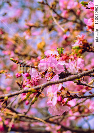春の訪れを告げる河津桜 春の訪れを告げる河津桜 138020905
