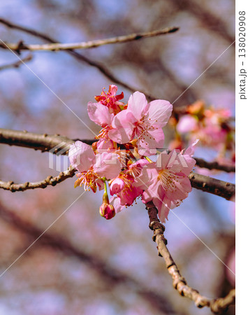 春の訪れを告げる河津桜 春の訪れを告げる河津桜 138020908