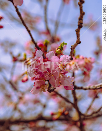 春の訪れを告げる河津桜 春の訪れを告げる河津桜 138020909