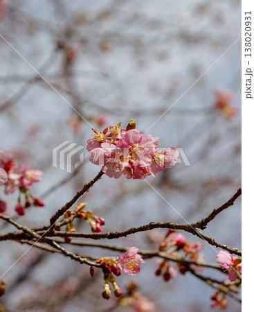 春の訪れを告げる河津桜 138020931