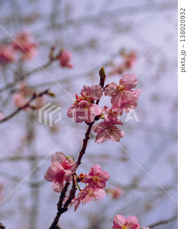 春の訪れを告げる河津桜 138020932