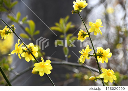 オウバイモドキ（黄梅擬） 138020990