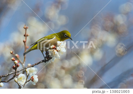 梅の枝に止まるメジロ 138021003