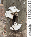 樹木に生えるサルノコシカケ キノコ 自然 分解 朽ちた木の幹 ナチュラル素材 138021012