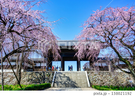東京都 府中市 東郷寺(とうごうじ) しだれ桜 東京都 府中市 東郷寺(とうごうじ) しだれ桜 138021192