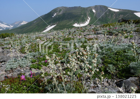 エゾハハコヨモギの群落（北海道・大雪山） 138021225