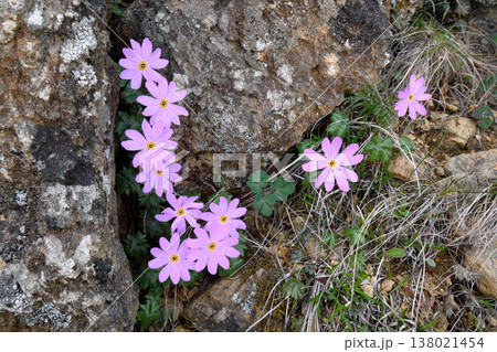 ヒダカイワザクラ（北海道・アポイ岳） 138021454