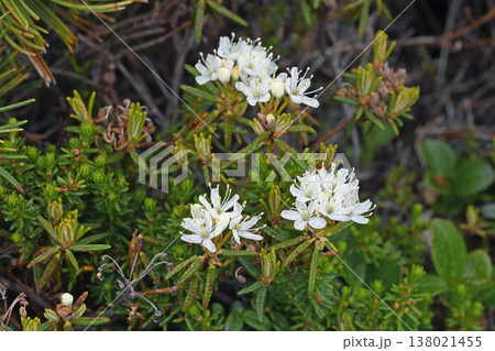 ヒメイソツツジ（北海道・大雪山） 138021455