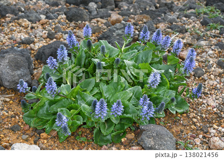 ホソバウルップソウ(北海道・大雪山) ホソバウルップソウ(北海道・大雪山) 138021456