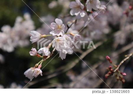 日本の春、桜の枝 日本の春、桜の枝 138021603
