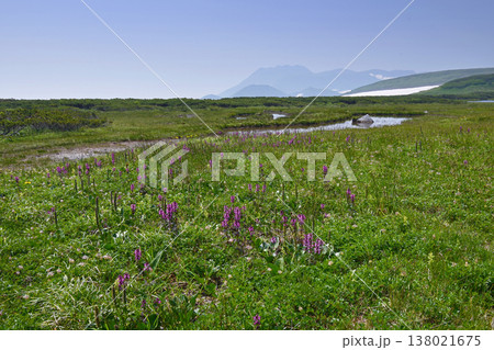 ヨツバシオガマの群落とトムラウシ山（北海道・大雪山） 138021675