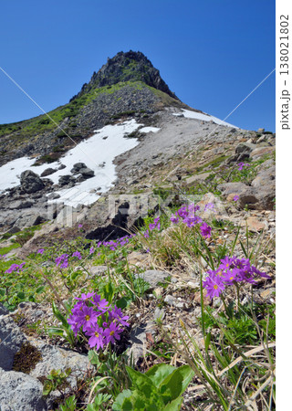 エゾコザクラと硫黄山（北海道・知床） 138021802