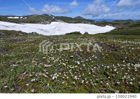 イワウメの群落(北海道・大雪山) イワウメの群落(北海道・大雪山) 138021940