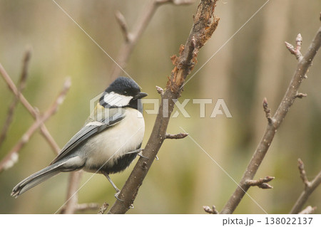 森の枝にとまるシジュウカラ 138022137