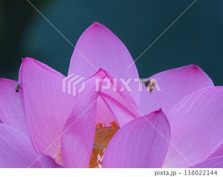 蓮の花のある風景 138022144