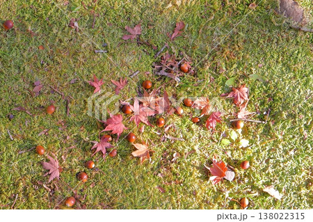 どんぐりと落ち葉　紅葉 138022315