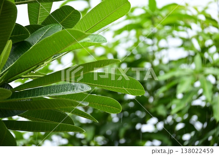beautiful frangipani flower tree in springtime, rainy day beautiful frangipani flower tree in springtime, rainy day 138022459