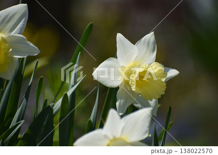 スイセンの花 138022570