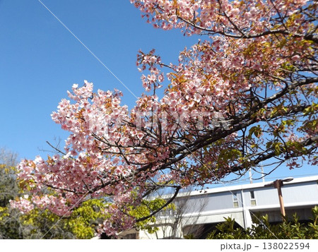 満開の稲毛海岸駅前河津桜 138022594