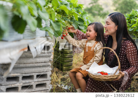 happy woman and preschool child girl picking fresh strawberry together with a wicker basket from the plant in farm happy woman and preschool child girl picking fresh strawberry together with a wicker basket from the plant in farm 138022612